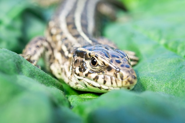 Piccola lucertola su una foglia verde