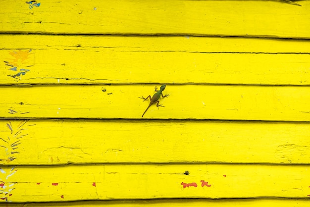 Piccola lucertola verde messicana all'esterno di una casa di legno gialla nei Caraibi.