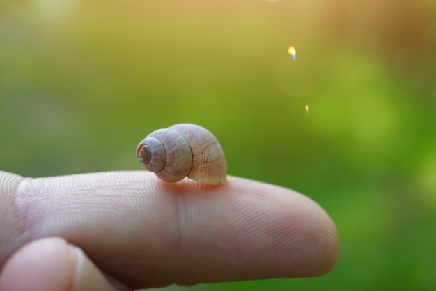 Piccola lumaca nella natura