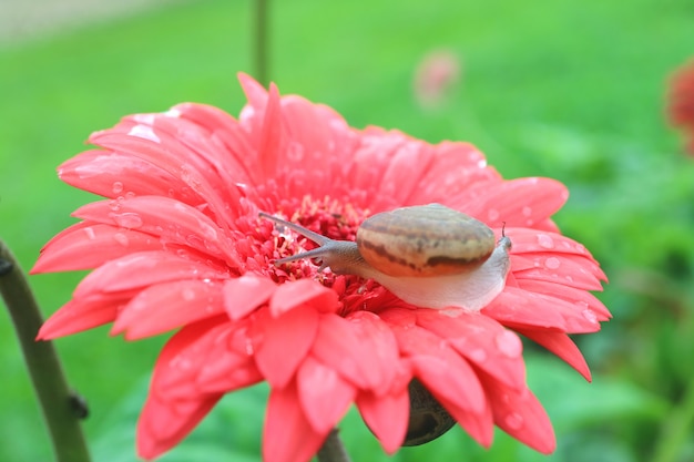 Piccola lumaca rilassante sul fiore rosa fioritura Gerbera con molte gocce d&#39;acqua dopo la pioggia