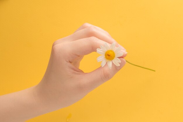 Piccola margherita in mano di donna su giallo