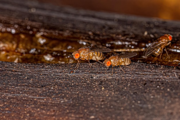 Piccola mosca della frutta adulta