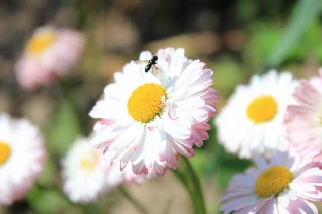 Piccola mosca sui bellissimi fiori della margherita