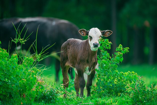 Piccola mucca sull'erba verde Vitello con mandria da latte