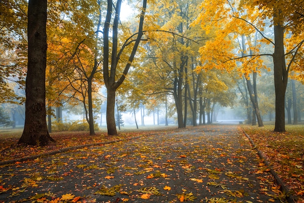 Piccola nebbia è in autunno in un parco centrale