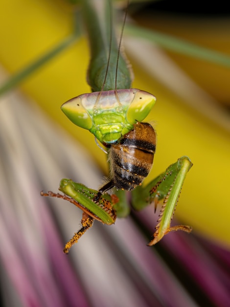 Piccola ninfa Mantid del genere Oxyopsis predando un adulto Western Honey Bee della specie Apis mellifera