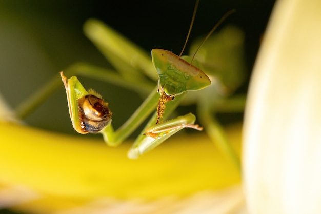 Piccola ninfa Mantid del genere Oxyopsis predando un adulto Western Honey Bee della specie Apis mellifera