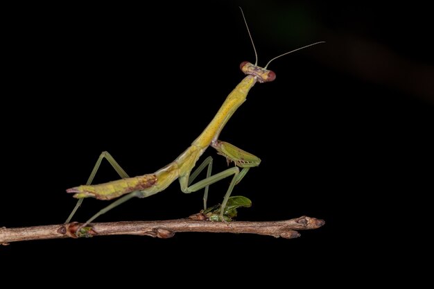 Piccola ninfa Mantid della Sottofamiglia Vatinae