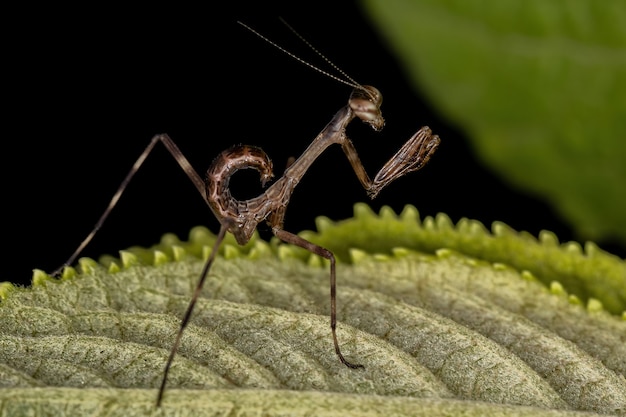 Piccola ninfa Mantid della Sottofamiglia Vatinae