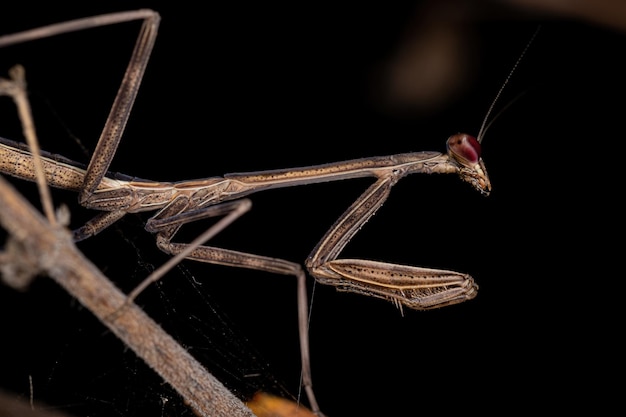 Piccola ninfa Mantid