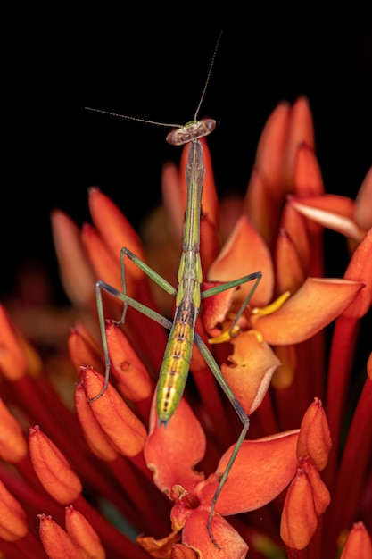 Piccola ninfa Mantid