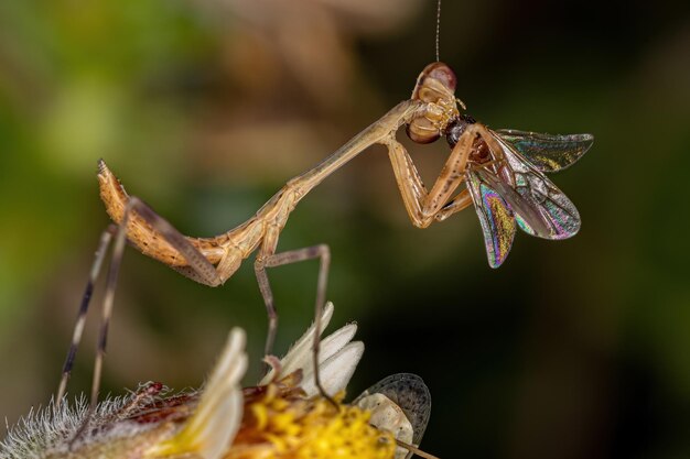 Piccola ninfa Mantid