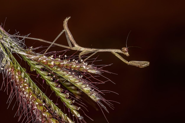 Piccola ninfa Mantid