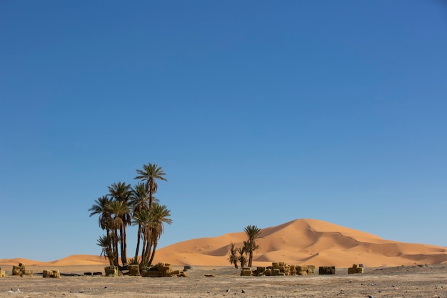 piccola oasi nel deserto del Sahara