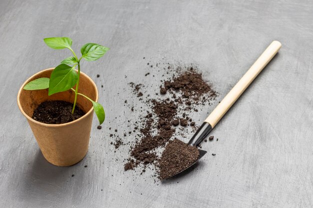 Piccola pala da giardino con terreno Germoglio verde in un bicchiere di carta