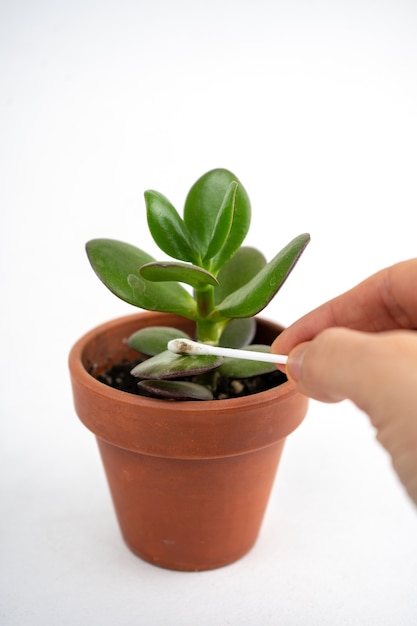 Piccola pentola con crassula o albero dei soldi.