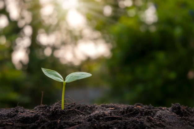 Piccola pianta che cresce nel terreno con sfondo di vegetazione sfocata con raggi solari