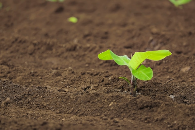 Piccola pianta di banana nel terreno