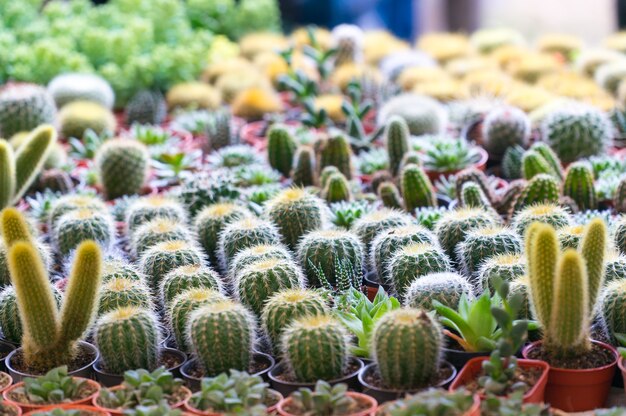 Piccola pianta di cactus in vaso di plastica con piccoli grani colorati