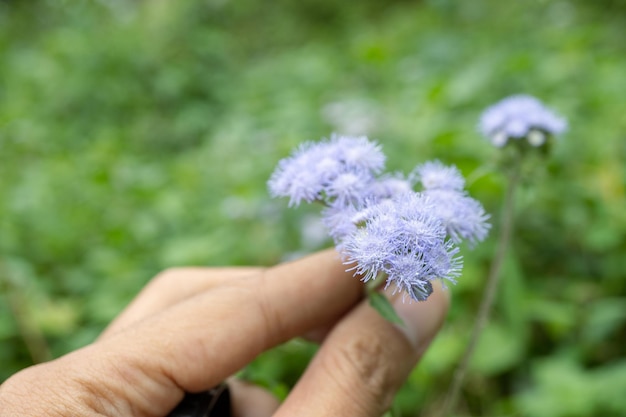 Piccola pianta di fiori selvatici con spina e fiore decorativo quando sboccia