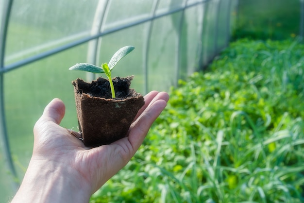 Piccola pianta germogliata in tazza biologica pronta per essere piantata in serra