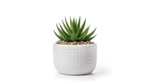 Piccola pianta in vaso di succulente o cactus isolata su bianco