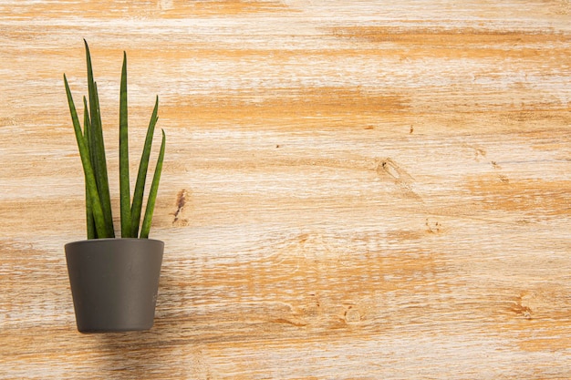 Piccola pianta in vaso su legno vecchio