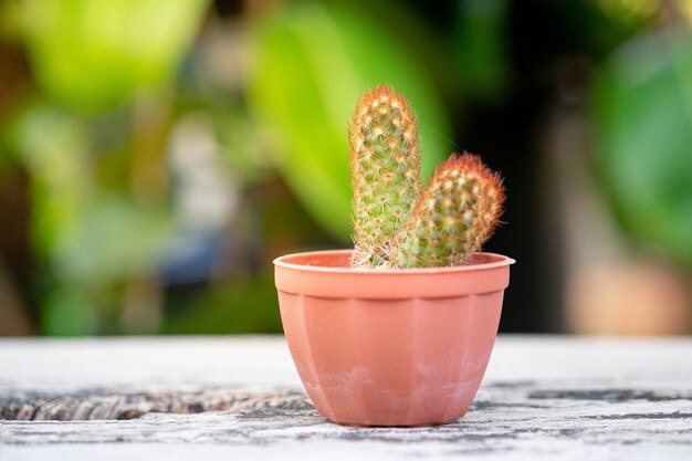 Piccola pianta o cactus in vaso sul piano del tavolo in legno vintage con luce naturale, fuoco selettivo.