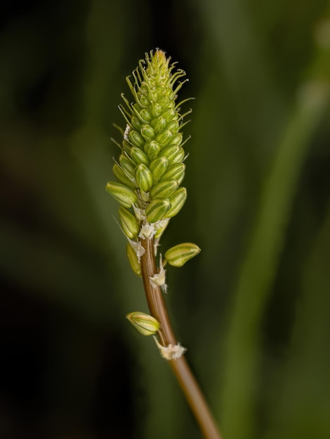 Piccola pianta selvatica di Kopieva