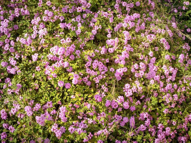 Piccola pianta sempreverde di Lantana montevidensis che diffonde copertura del suolo con fiori color malva