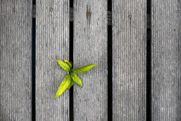 Piccola pianta tra il pavimento in legno