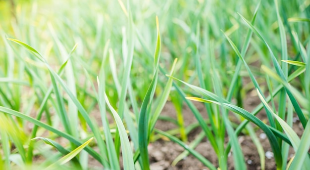 Piccola pianta verde che cresce in giardino con luce solare. Concetto di giornata per la terra in giardino sul villaggio