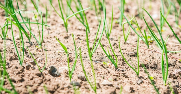 Piccola pianta verde che cresce in giardino con luce solare. Concetto di giornata per la terra in giardino sul villaggio