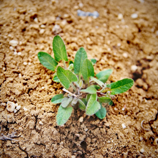 Piccola pianta verde che cresce nel deserto