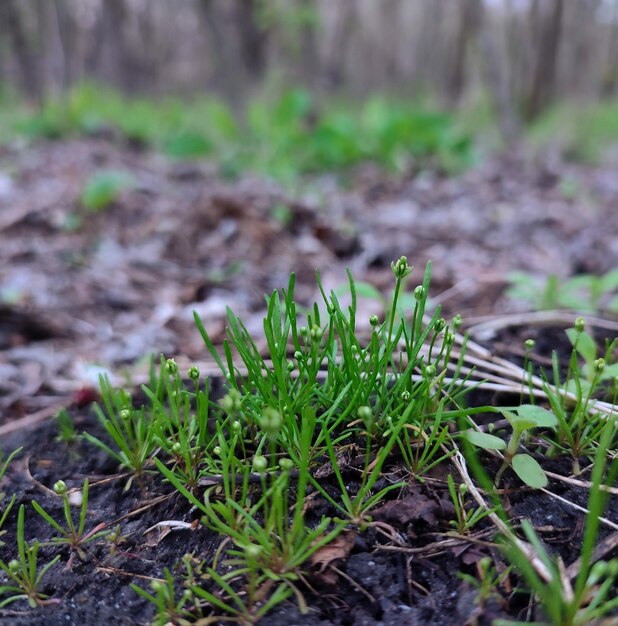 Piccola pianta verde nella foresta