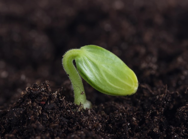 Piccola piantina di cetriolo nel primo piano a terra