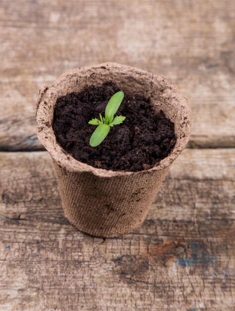 Piccola piantina verde in un vaso di carta