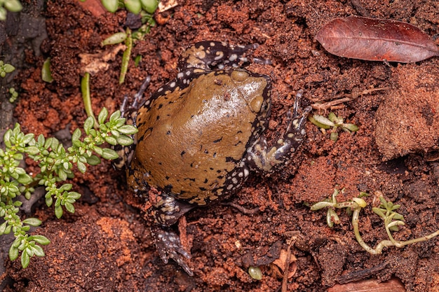 Piccola rana della termite di Muller