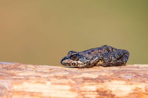 Piccola rana di palude verde crogiolarsi al sole