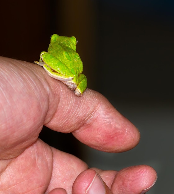 Piccola rana verde su una mano