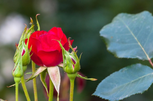 Piccola rosa in un giardino