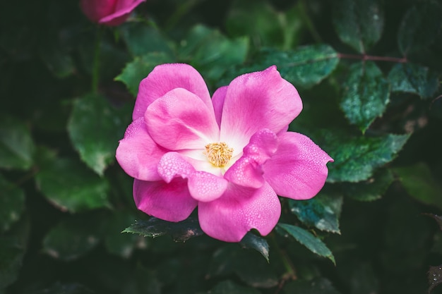 Piccola rosa rosa con gocce di rugiada