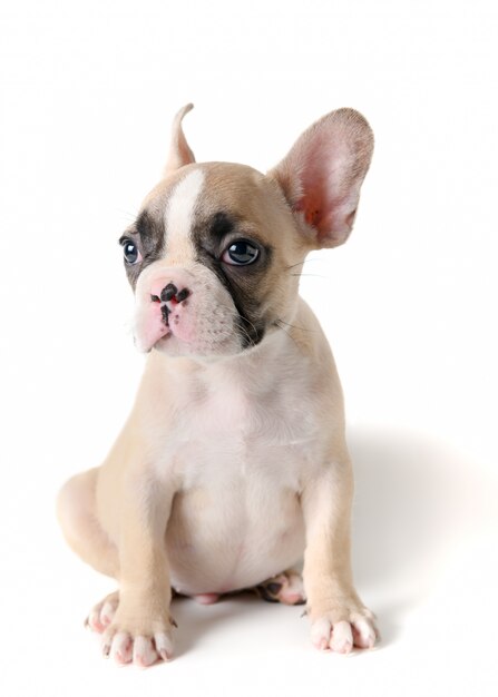 Piccola seduta sveglia del bulldog francese isolata