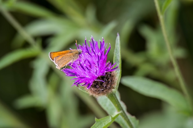 Piccola Skipper Butterfly (Thymelicus sylvestris) si nutre di cardo