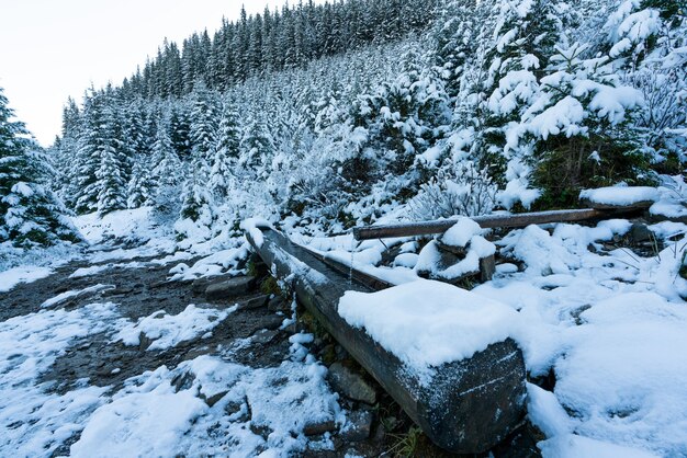 Piccola sorgente con acqua pulita e trasparente tra la foresta nelle montagne dei Carpazi