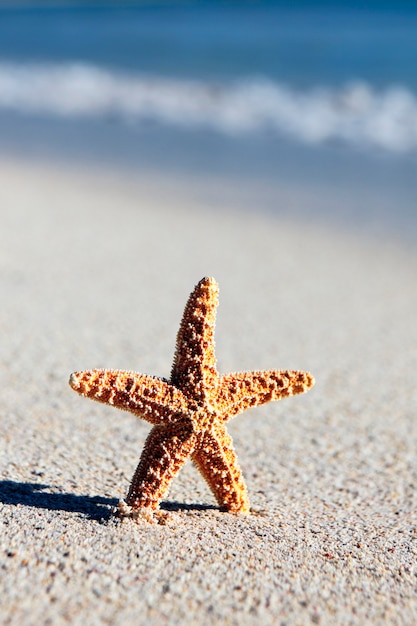 Piccola stella marina arancione su una spiaggia caraibica