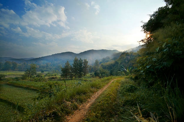 Piccola strada nella giungla