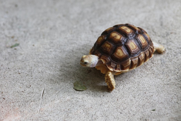 Piccola tartaruga sulcata animale domestico esotico in casa animale lento Ama mangiare piante e vegetali