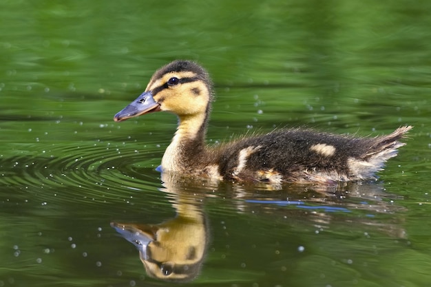 Piccole anatre su uno stagno. I germogli di fardelli (Anas platyrhynchos)