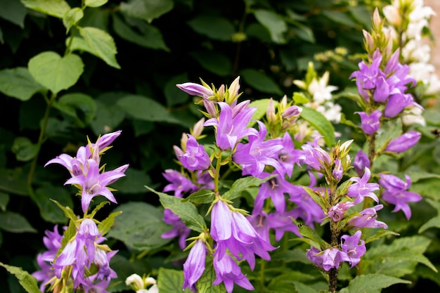 Piccole campane di fiori viola tra le foglie verdi